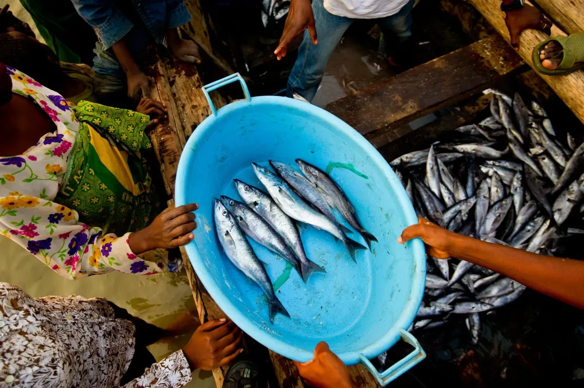 Fresh fish being handled at a market