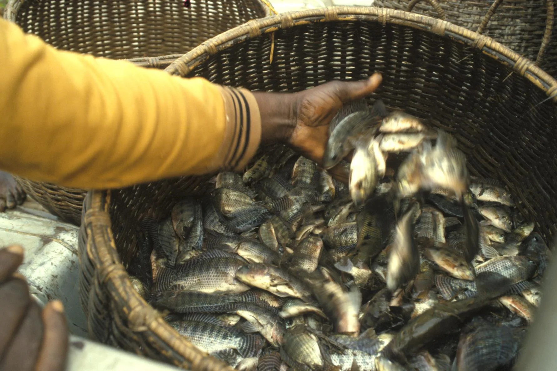 Freshwater fish in a basket